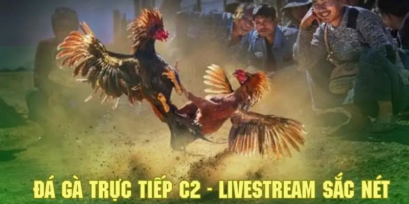 Đá Gà Trực Tiếp C2 - Khám Phá Sân Chơi Cá Cược Đặc Sắc 2 Tham gia cá cược hấp dẫn và theo dõi diễn biến với hình ảnh sắc nét
